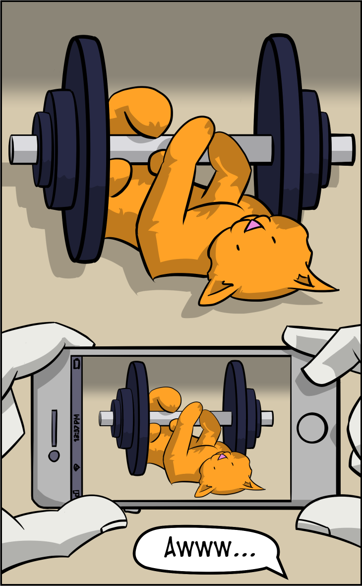 Instagram Gym Cat